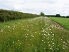 Pesticide findings are blooming worrying