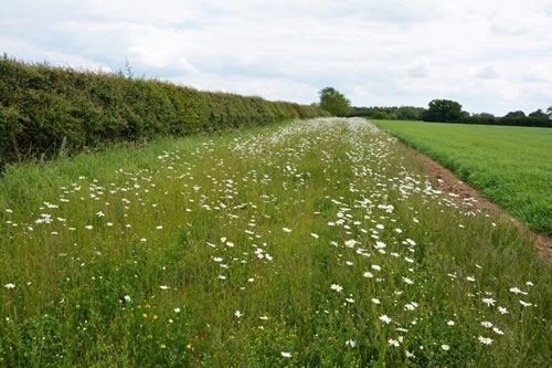 Perennial flower margin