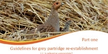 Re-establishing grey partridges by releasing