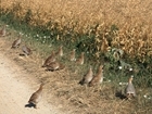 Tips for re-establishing grey partridges on your land