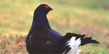 Conserving the black grouse