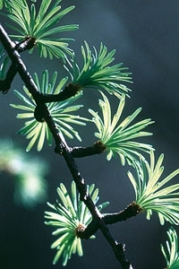 Larch buds Larch buds