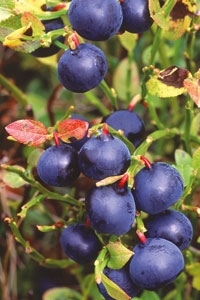 Berries Berries