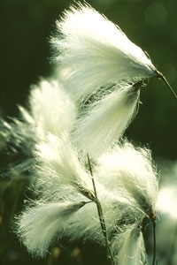 Bog cotton Bog cotton