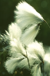 Bog cotton