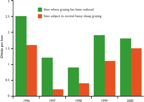 Grazing pressure in relation to black grouse breeding success Grazing pressure in relation to black grouse breeding success