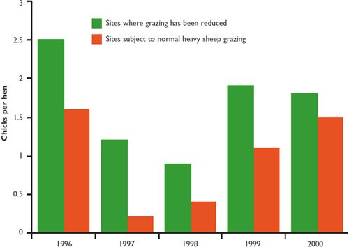 Grazing pressure in relation to black grouse breeding success