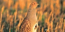 Conserving the grey partridge