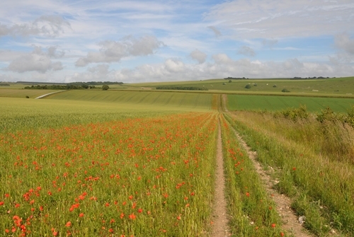 A conservation headland