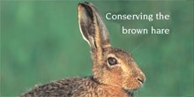 Conserving the brown hare