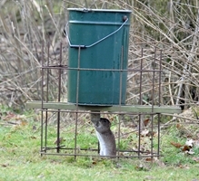 BASIS Rodenticide Course (Derbyshire) image
