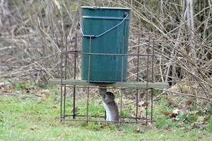 Rat Feeding From Hopper