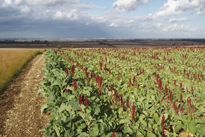 This bird-seed mixture of kale, triticale and quinoa provides food for hares in summer and cover in winter