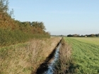 Hedgerows, trees and the hidden value in our field boundaries