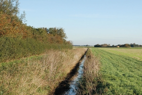 Hedge and ditch Hedge and ditch