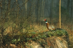 Pheasant in wood