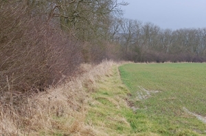 Good woodland edge