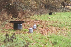 Hoppers at woodland edge