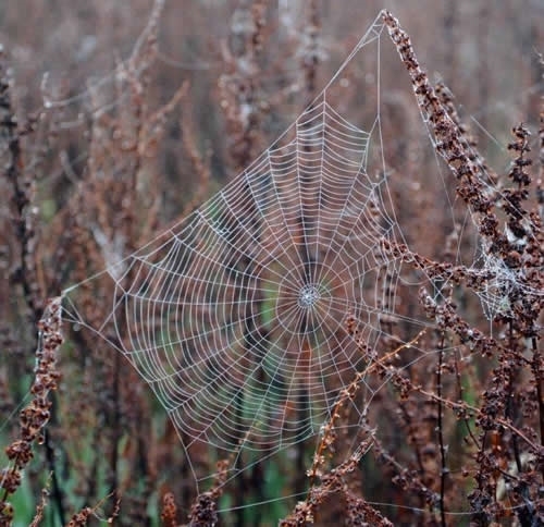 Spiders Web Spiders Web