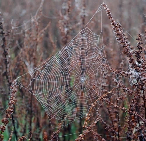 Spiders Web