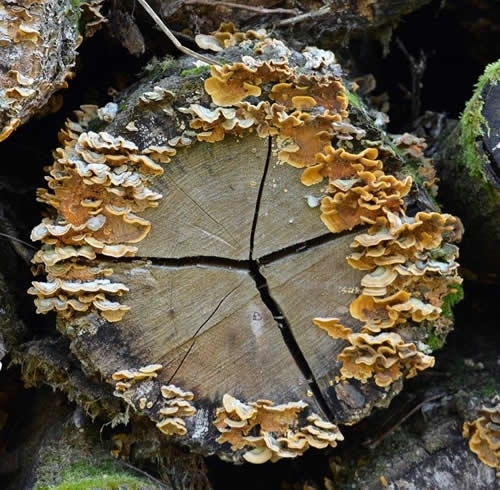 Circle Of Fungi On Log