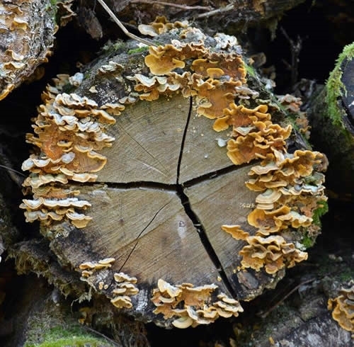 Circle Of Fungi On Log Circle Of Fungi On Log