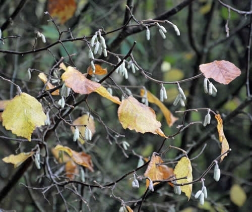 Catkins And Autumn Leaves