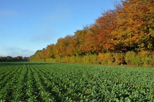 Autumnal Colours And Oil Seed Rape