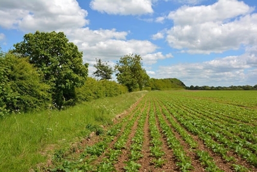 Countryside Stewardship Scheme