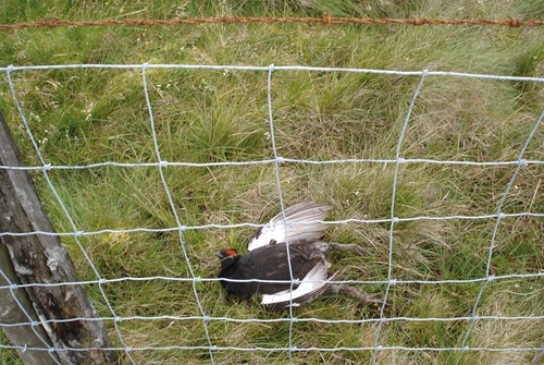 Fence collision