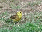 The Farmer and the Birder - a happy tale of two enthusiasts working in tandem