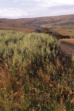 Upland oats