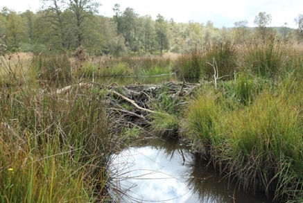 Beaver Dam - Robert Needham Beaver Dam - Robert Needham