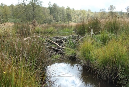 Beaver Dam - Robert Needham