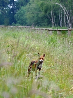 Fox spotted