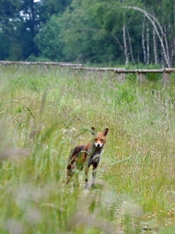 How snares work - Game and Wildlife Conservation Trust