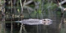 Species reintroductions
