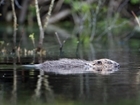 Are reintroduced beavers harmful to fish?