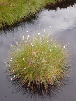 Cotton Grass Dalnaspidal
