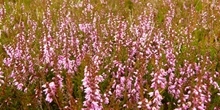 How does peatland vegetation respond to prescribed burns?