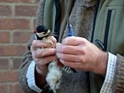 The incident of the woodpecker and sheep's wool, a ladder and scissors!