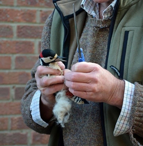 Woodpecker