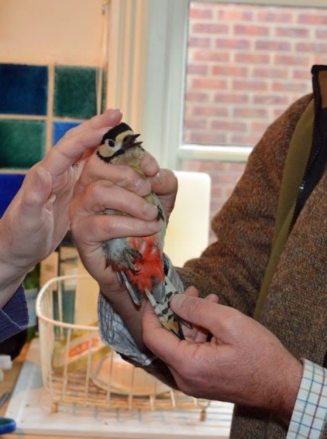 Woodpecker Better Woodpecker Better