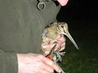 Woodcock ringing and the Autumn migration