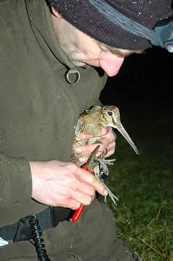 Woodcock -ringing