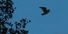 Shooting of woodcock