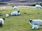 Preparing for lambing season