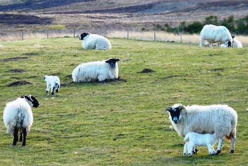 Auchnerran's first lambs Auchnerran's first lambs