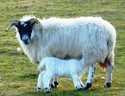 Lambs Lambs