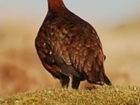 2015 GWCT Grand Grouse Draw & Gun Draw ending now